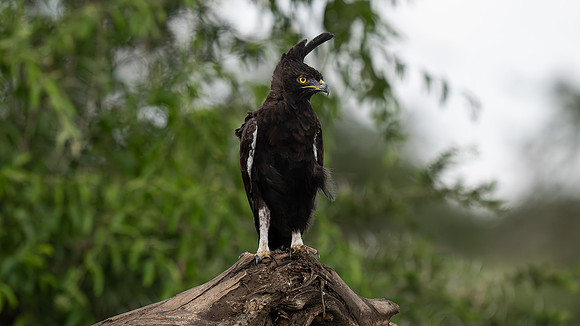 long crested eagle