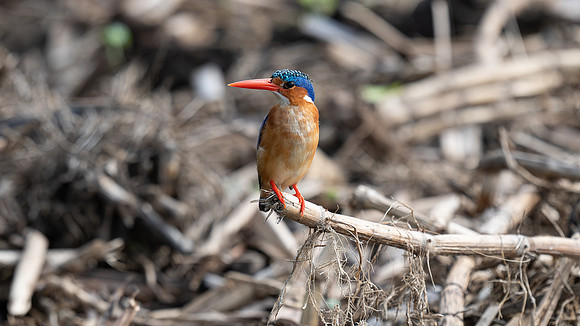 Malachite Kingfisher