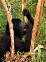 mountain gorilla eating