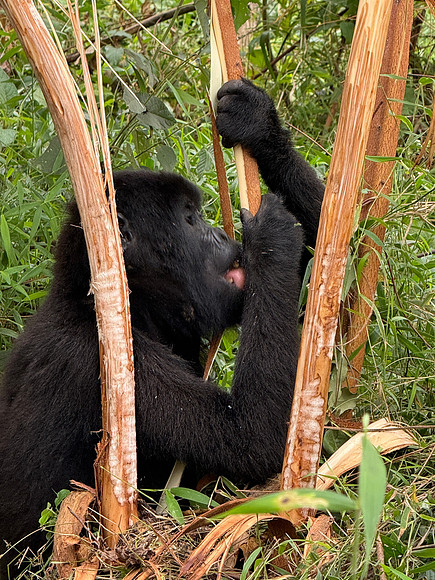mountain gorilla eating