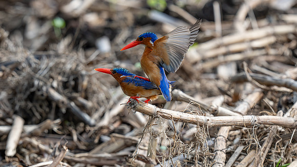 mating Malachite Kingfishers