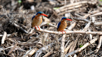 Malachite Kingfishers