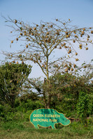 weaver nests in tree