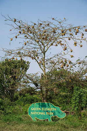 weaver nests in tree