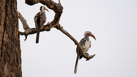 red hornbill pair
