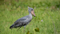shoebill