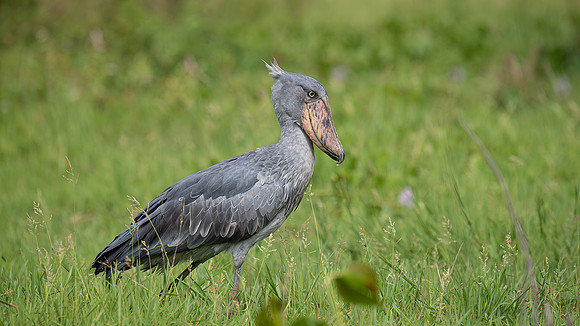shoebill