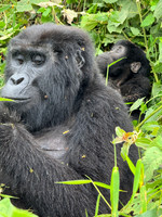 mom and baby mountain gorilla