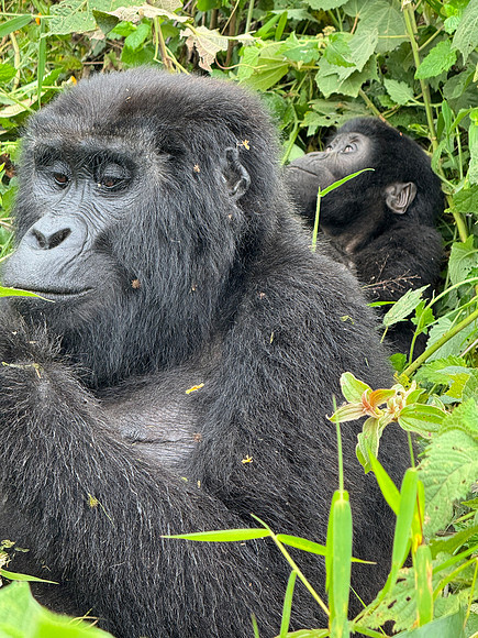 mom and baby mountain gorilla