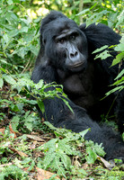 Silverback mountain gorilla
