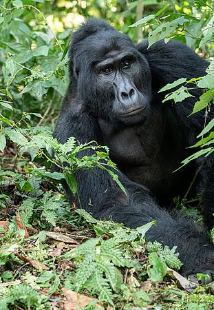Silverback mountain gorilla