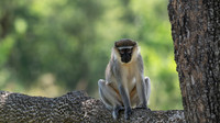 Vervet Monkey
