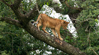 tree climbing lion