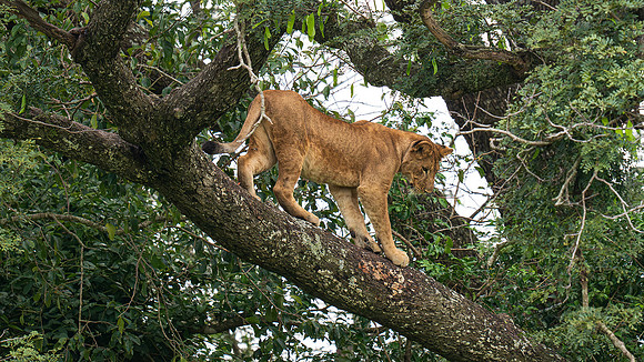 tree climbing lion