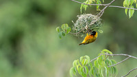 black headed weaver