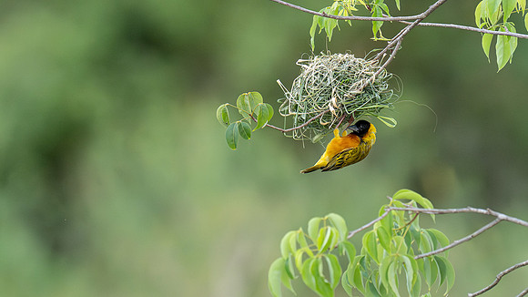 black headed weaver