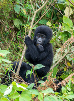 baby mountain gorilla