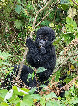 baby mountain gorilla