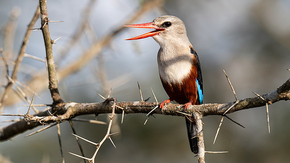 gray headed kingfisher