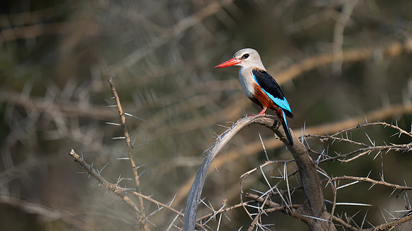 gray headed kingfisher