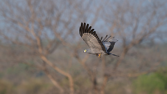 Harrier Hawk