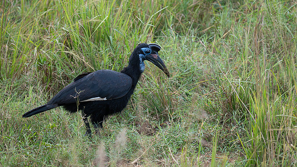 ground hornbill