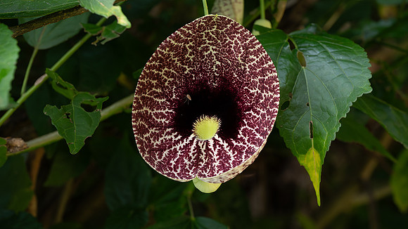 Calico flower