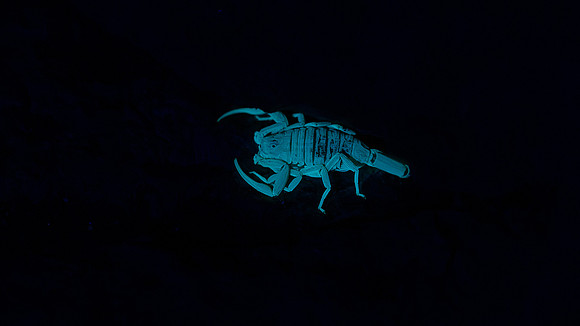 scorpion
