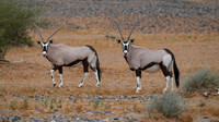 Oryx