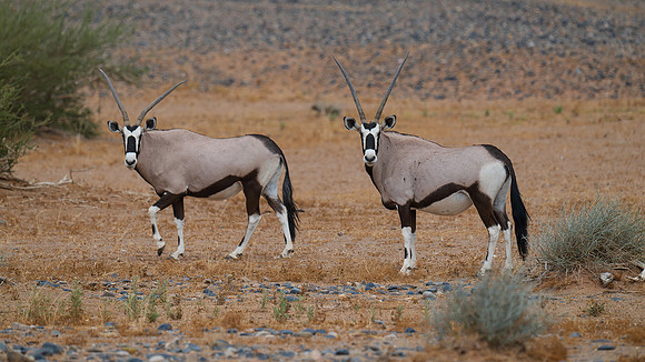 Oryx