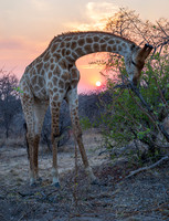 Giraffe at sunrise
