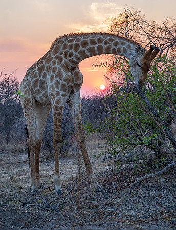 Giraffe at sunrise
