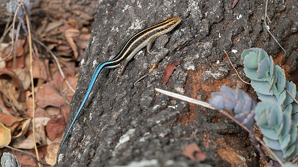 African rainbow skink