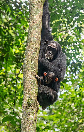 Mom and Baby Chimp