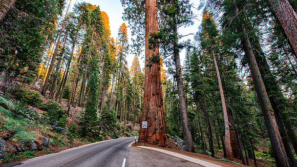 Sequoia National Park