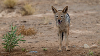 Jackal