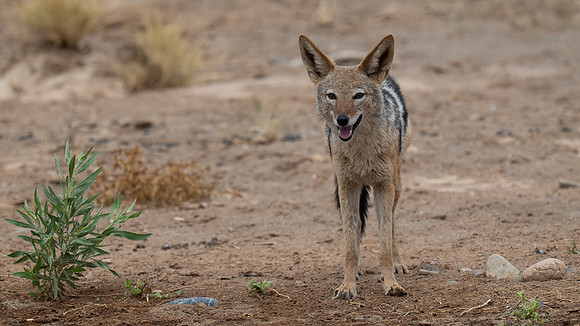 Jackal