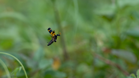 Blister Beetle