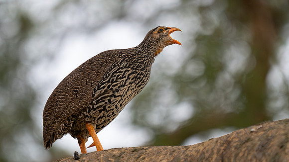 African Spurfowl