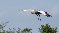 Crowned Crane in flight