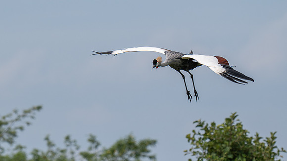 Crowned Crane in flight