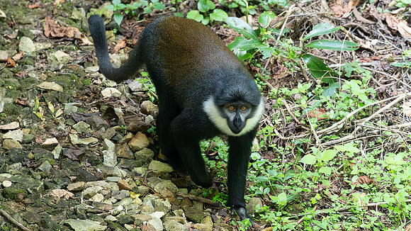 L'Hoest monkey