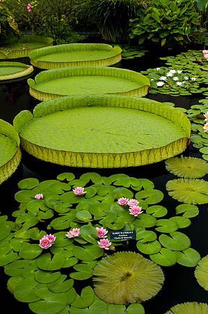 Longwood Gardens