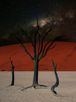 Dead Trees and Milky Way
