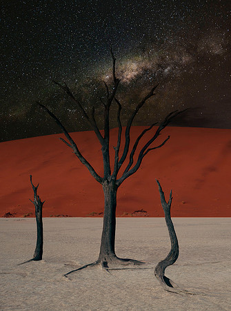 Dead Trees and Milky Way