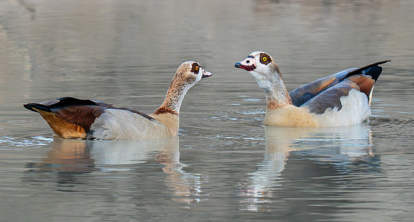 Egyptian Geese
