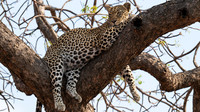 Leopard resting in tree