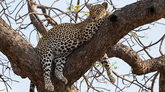 Leopard resting in tree