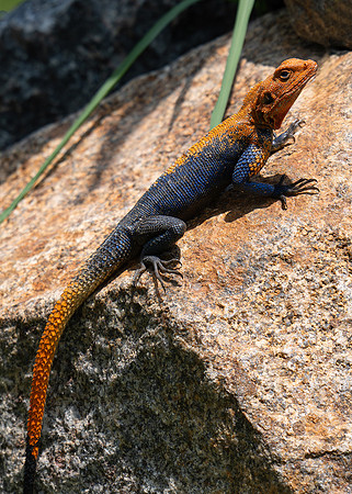 Finch's Agama