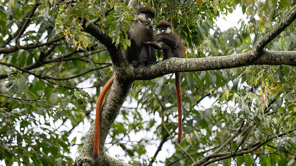 Red Tailed Monkeys
